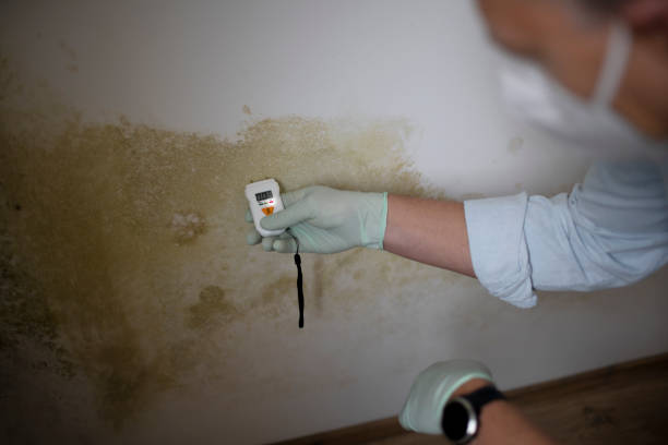 Best Mold Remediation for Specific Building Types in Dunlap, IA